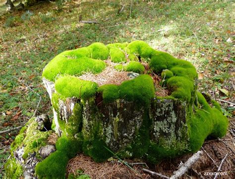 青苔 苔蘚|青苔與苔蘚有區別嗎？真相卻是這個樣子